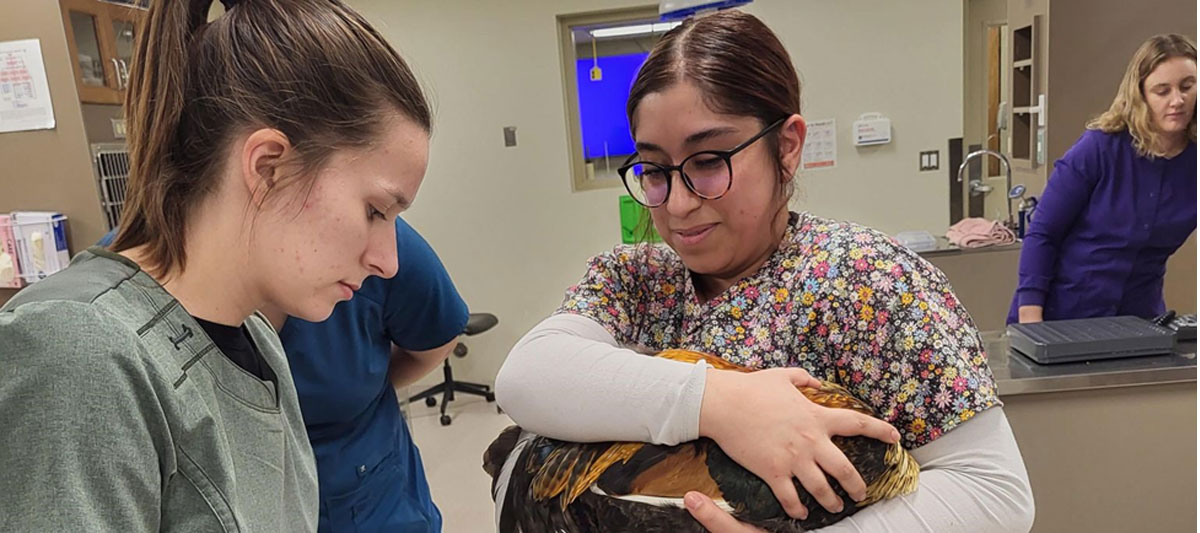 One vet tech holds bird while another removes something from its paws. 