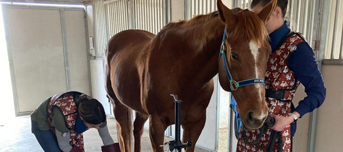 Vet Tech working on a horse.