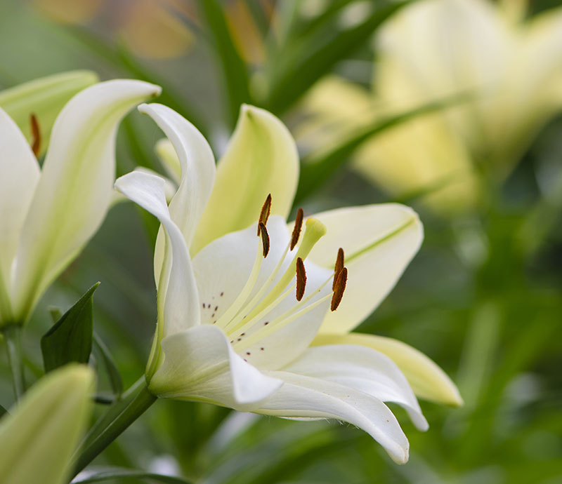 lilies