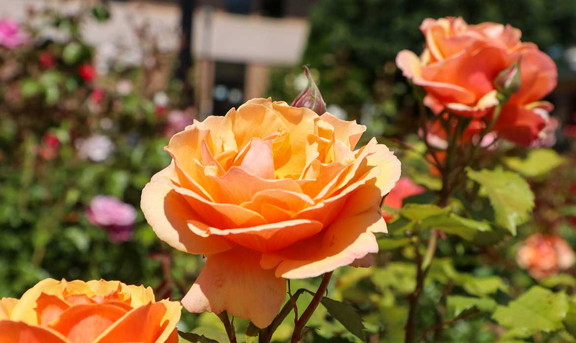 Roses on campus