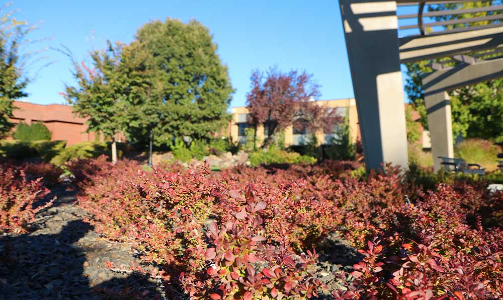 Shrubs in fall