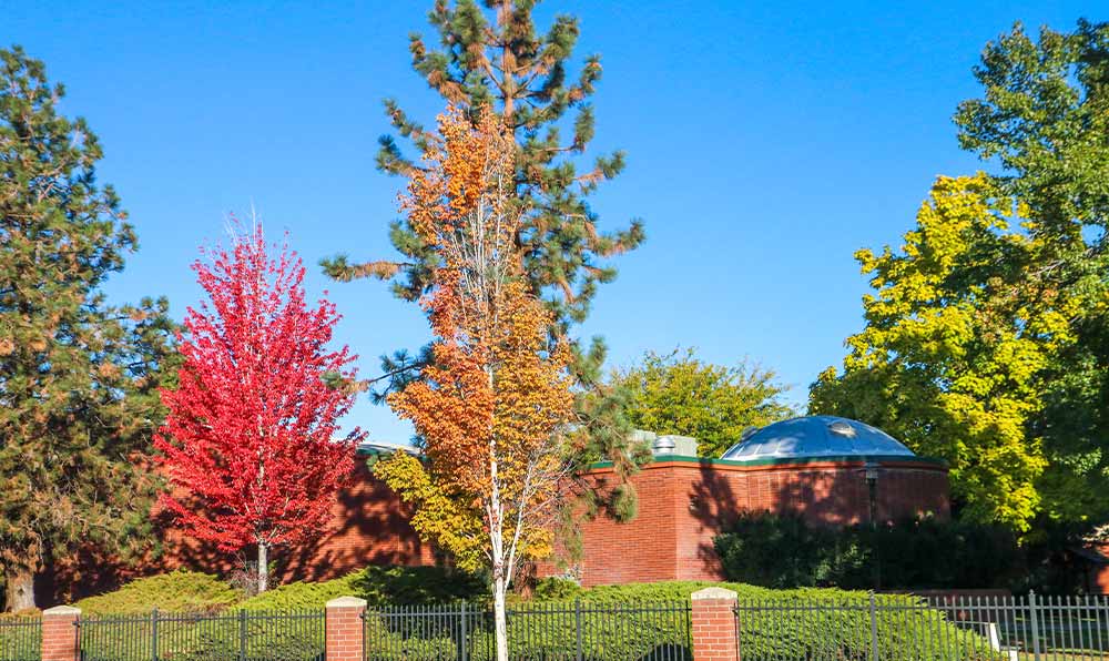 Trees turning color in fall