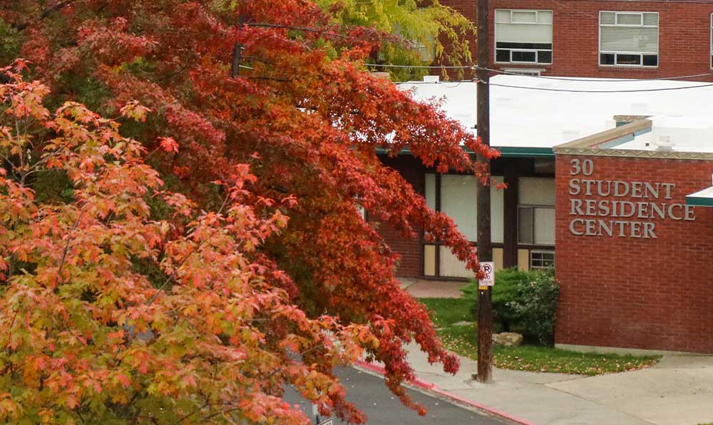 Trees in fall