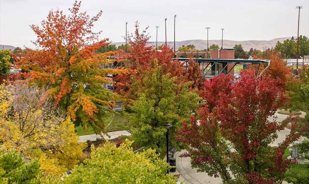 Trees displaying fall foliage