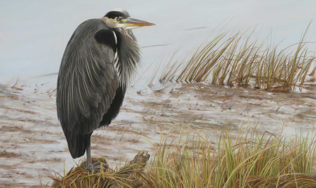 necanicum river heron