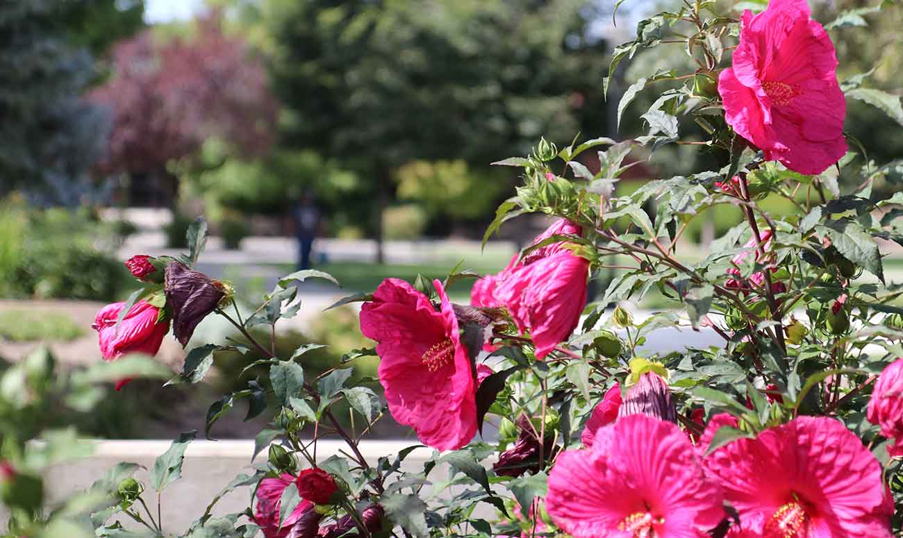 Flowers blossoming on the YVC Campus. 