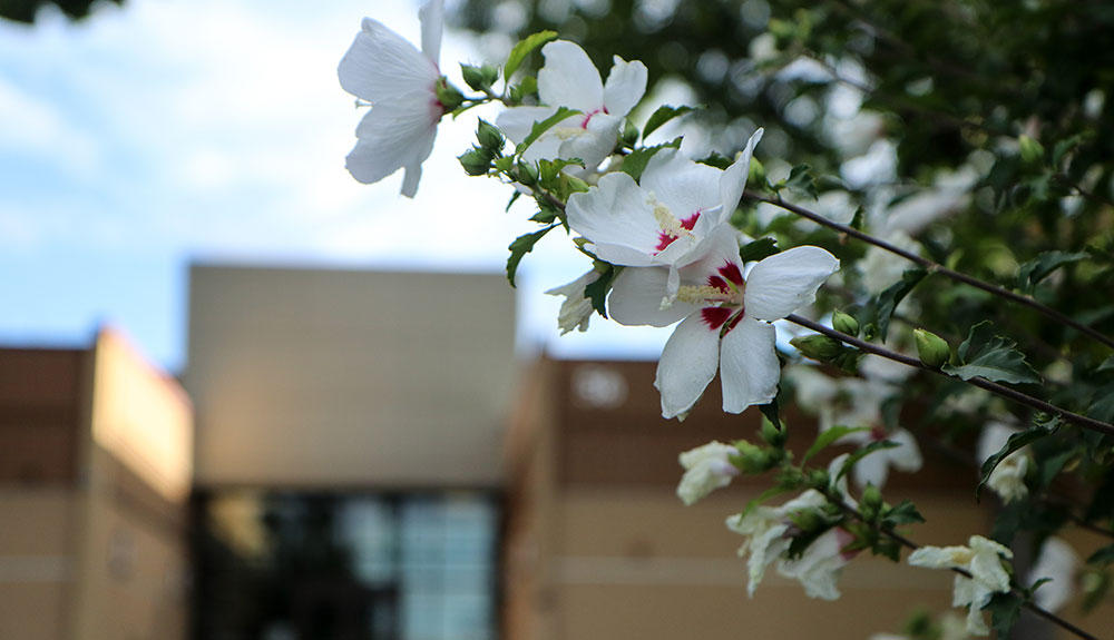 Close up of white flowers