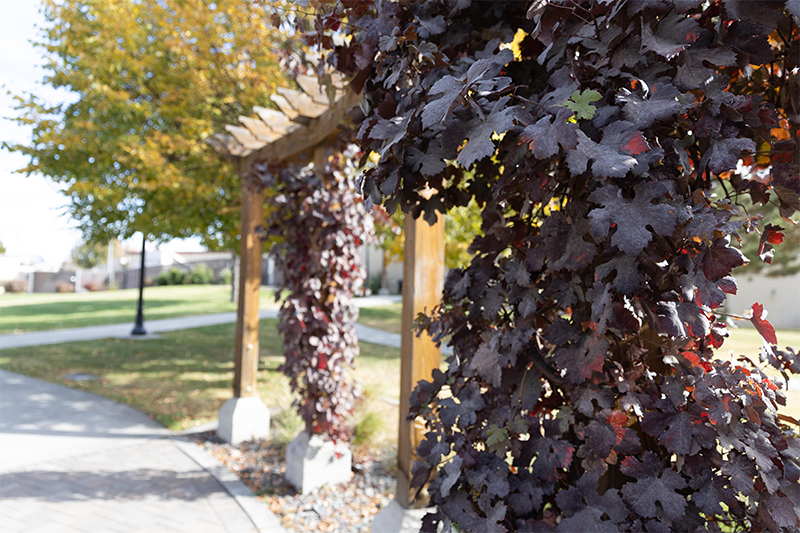 Leaves changing color on a trellis on YVC's Grandview Campus