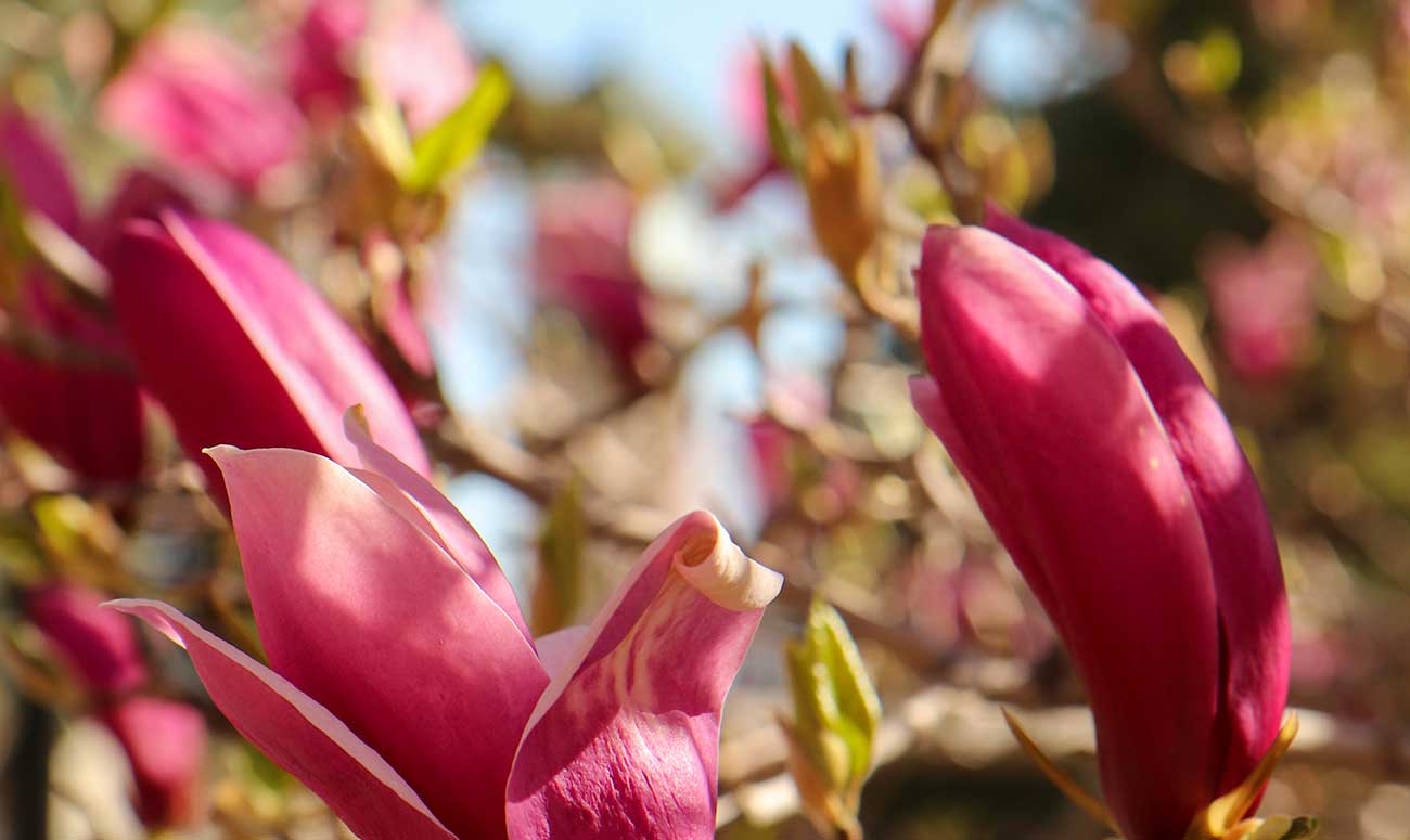 Flowers on campus