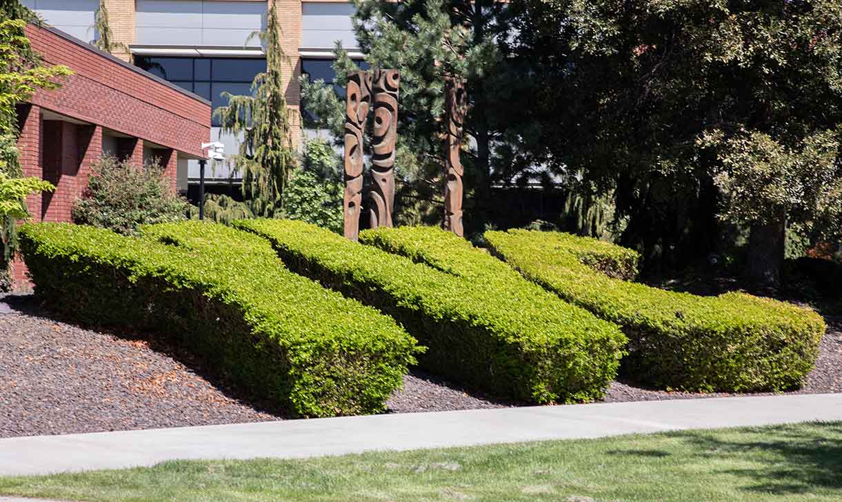 Yakima Campus YVC bushes in spring