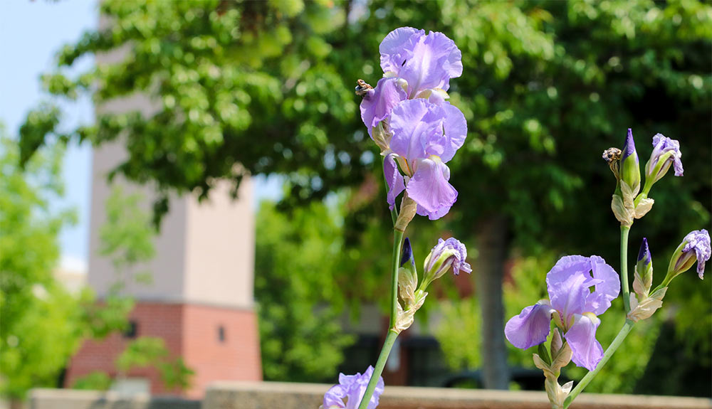 Flower in front of clocktower