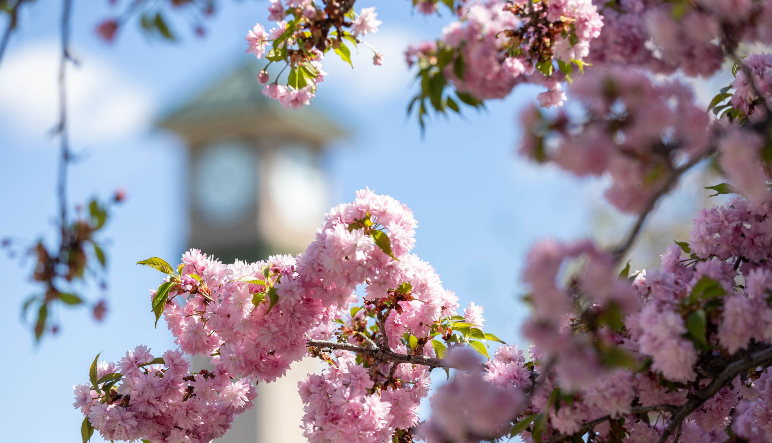 Flowering trees with the clocktower in the background on the Yakima Campus.