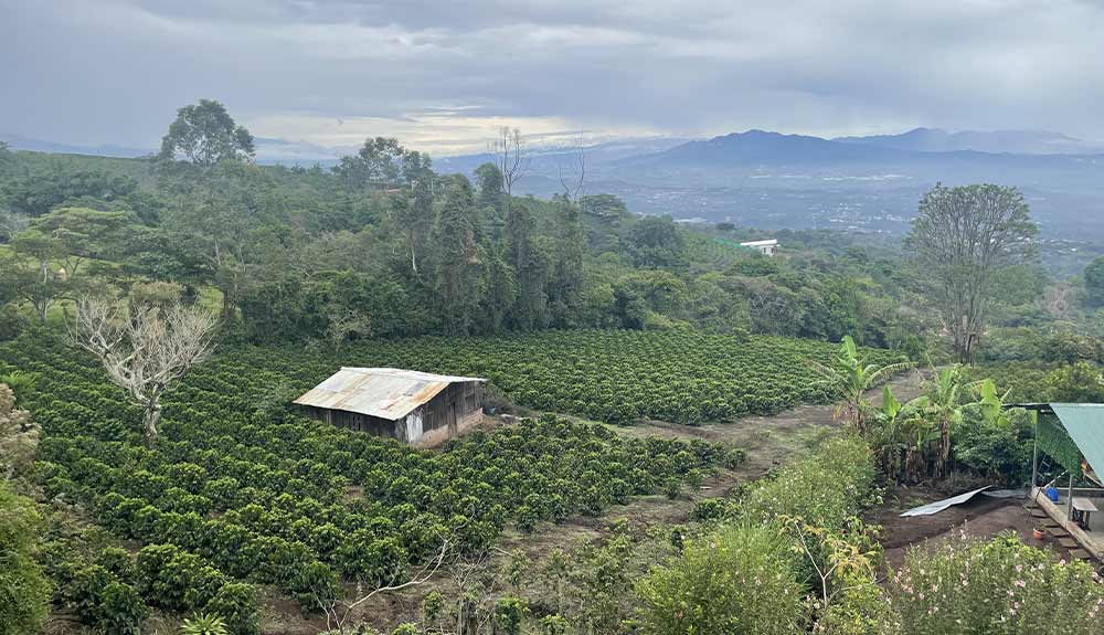 Coffee farm in Costa Rica