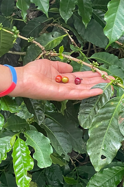 Hand with coffee cherries