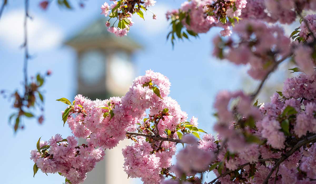 Blossoms in front of the clocktower 