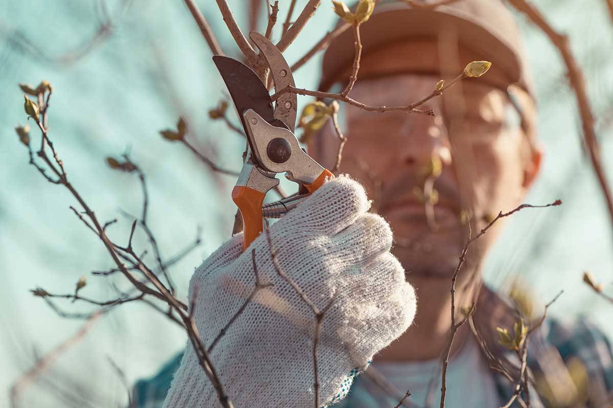 Farm Worker cutting branches on a tree