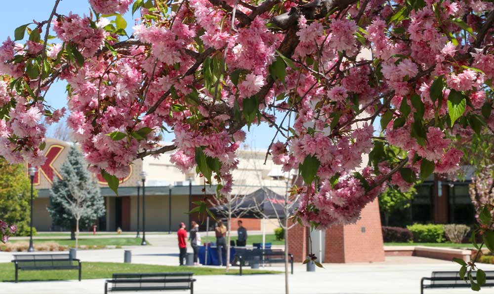 Blossoms in front of the clocktower 